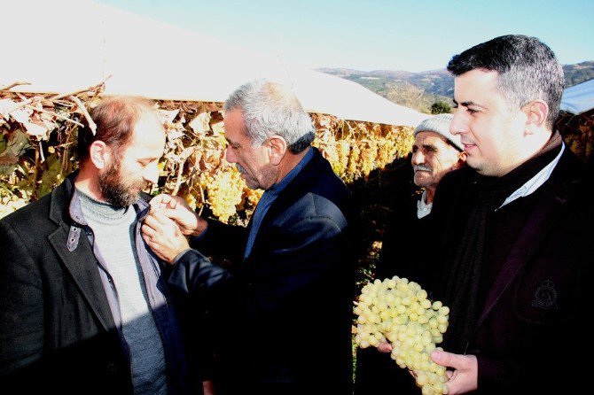 Yılbaşında Sofralar Taze Üzüm Görecek