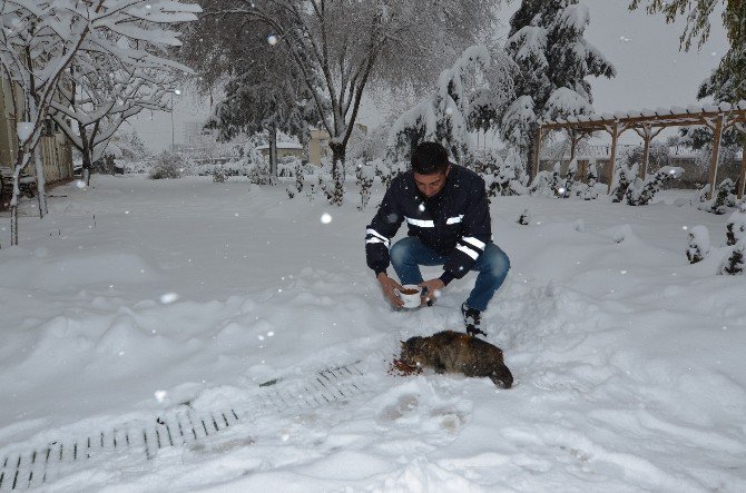 Yeşilyurt Belediyesi Sokak Hayvanlarını Unutmadı