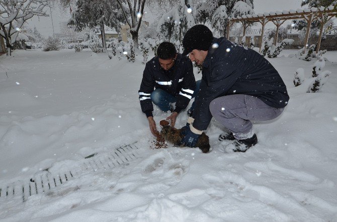 Yeşilyurt Belediyesi Sokak Hayvanlarını Unutmadı