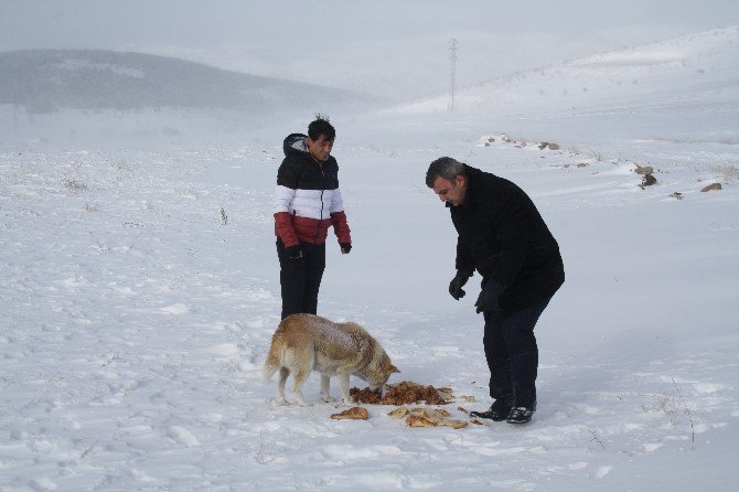 Yozgat’ta Sokak Hayvanları İçin Doğaya Yiyecek Bırakıldı