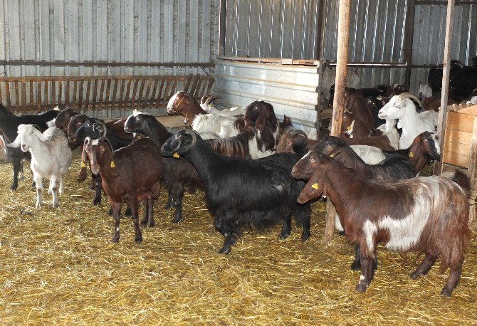 1 Metrelik Boylarıyla Günde 3 Kilo Süt Veriyorlar