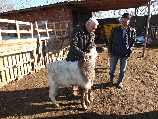 1 Metrelik Boylarıyla Günde 3 Kilo Süt Veriyorlar