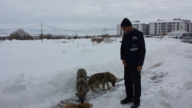 Bingöl Belediyesi Sokak Hayvanları İçin Doğaya Yem Bıraktı