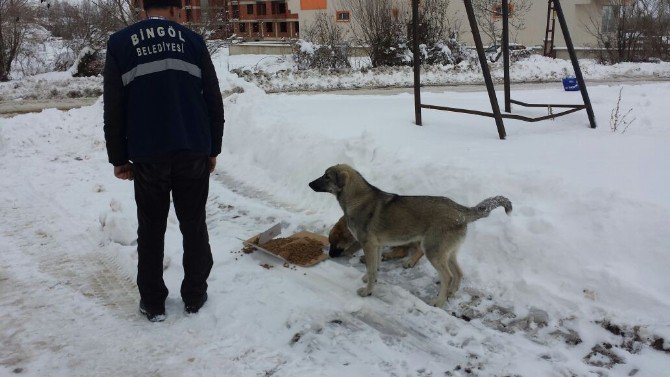 Bingöl Belediyesi Sokak Hayvanları İçin Doğaya Yem Bıraktı