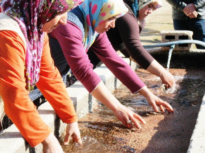 Türkiye’nin Fidanları Eğirdir’de Yetiştiriliyor