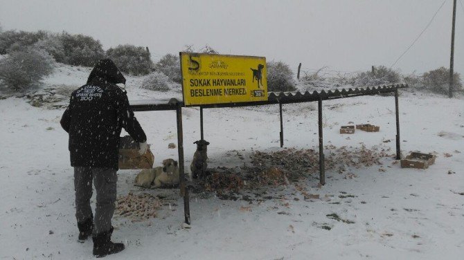 Gaziantep Büyükşehir Belediyesi Sokak Hayvanlarına Sahip Çıkıyor