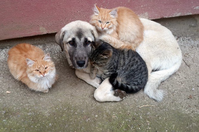 Kedi İle Köpeklerin Anlamlı Dostluğu