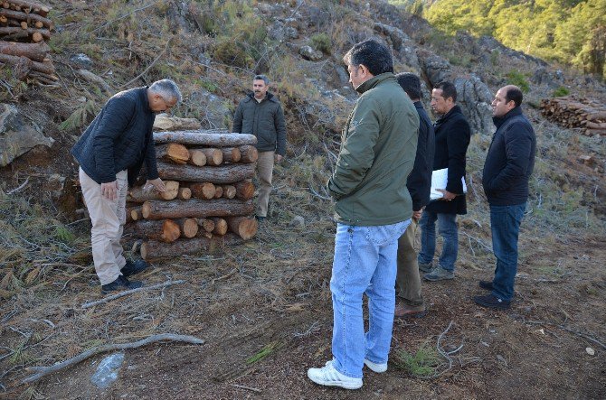 Bölge Müdürü Yılmaz, Bozyazı Orman Arazilerini İnceledi