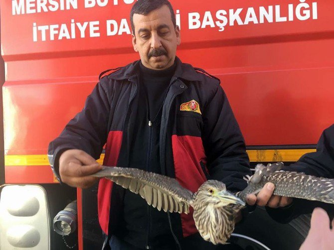 Balıkçıl Poyraza Direnemedi