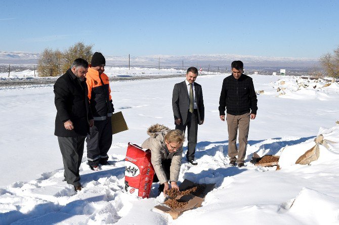 Sokak Hayvanları İçin Doğaya Yem Bırakıldı