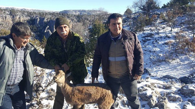 Su Arkında Bulunan Yaban Keçisi Doğaya Salındı