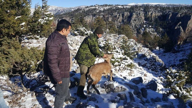 Su Arkında Bulunan Yaban Keçisi Doğaya Salındı