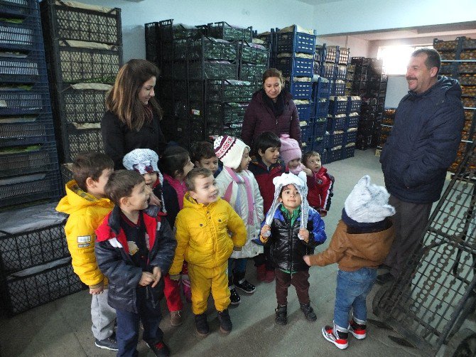 Anaokulu Öğrencileri Meyveleri Tanıdı, Alışveriş Yaptı