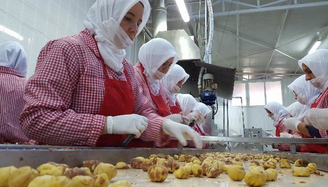 Kestane Hasadı Bitti, Şeker Üretimi Başladı