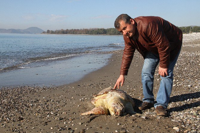 Fethiye Sahiline Ölü Caretta Vurdu