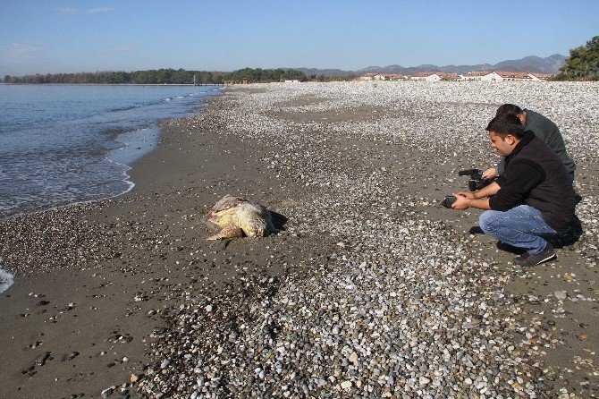 Fethiye Sahiline Ölü Caretta Vurdu