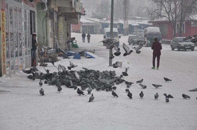 Her Sabah Kuşları Doyuruyorlar