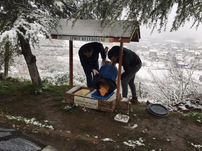 İzmit Zabıtası’ndan Sokak Hayvanlarına Yardım Eli