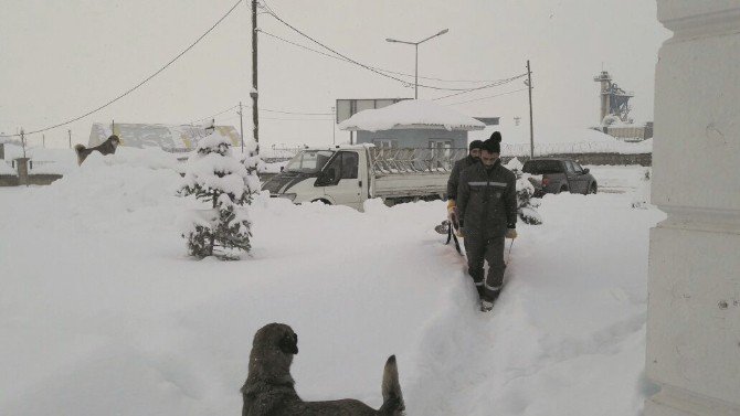 Muş Belediyesi Sokak Hayvanlarını Unutmadı