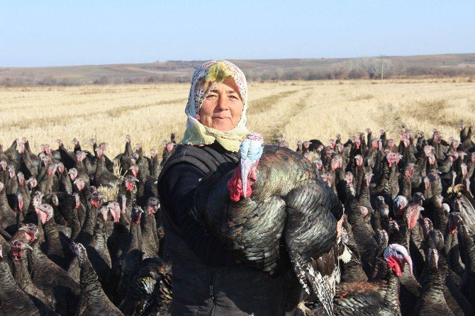 Hindiler, “Hayrabolulu Hindici Teyze”den