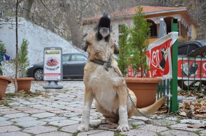 Soma’da Kuduz Endişesi