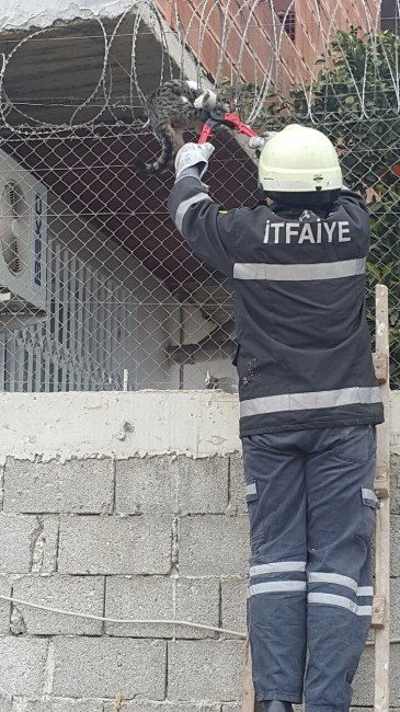 Dikenli Tellere Takılan Kedi, İtfaiye Tarafından Kurtarıldı