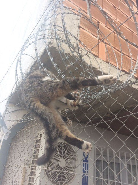 Dikenli Tellere Takılan Kedi, İtfaiye Tarafından Kurtarıldı