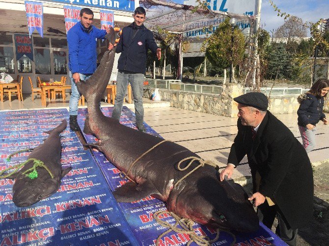 Ekmek Arası Köpekbalığı