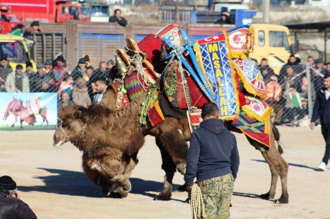 Ayvalık’ta 13. Deve Güreşi Festivali