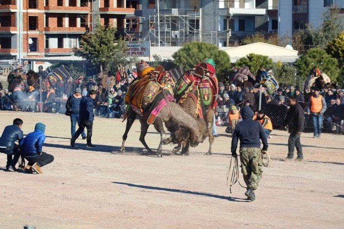 Ayvalık’ta 13. Deve Güreşi Festivali