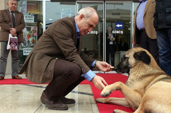 Büyükçekmece’de Sokak Hayvanları Koruma Altında