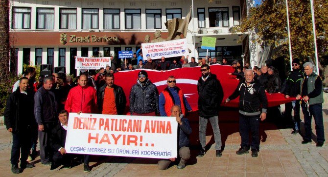 Çeşmeli Denizci Ve Balıkçılar Deniz Patlıcanının Avlanmasına Karşı