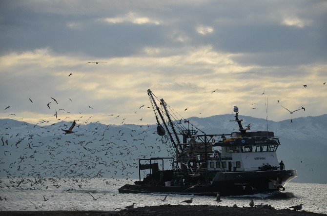 Ordulu Balıkçılar Batı Karadeniz’de Avlanıyor