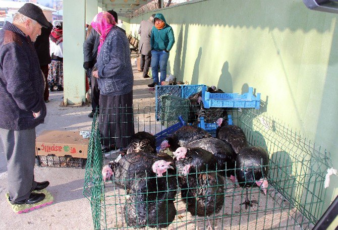 Eflani Hindileri Görücüye Çıktı