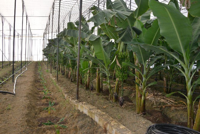 Gülnar’da Sera Muzunda İkinci Hasat Başladı