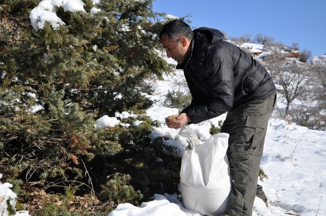 Tunceli’de Yaban Hayvanları İçin Doğaya Yem Bırakıldı