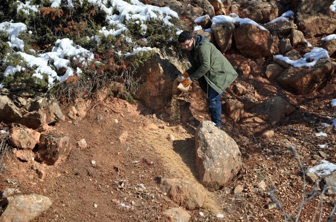 Tunceli’de Yaban Hayvanları İçin Doğaya Yem Bırakıldı