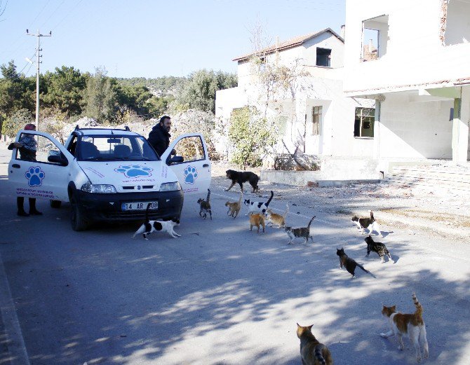 Kentsel Dönüşüm Kedilerinin Yaşam Mücadelesi