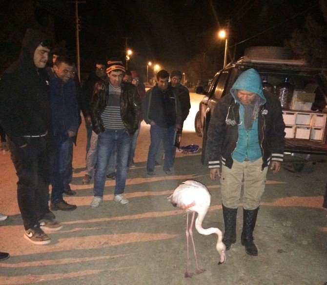 Denizli’de Bulunan Flamingo Tedavi Edildikten Sonra Doğaya Bırakıldı