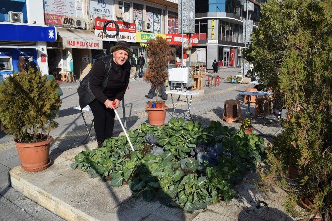 Caddede Organik Tarım