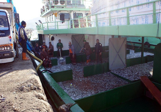 Kastamonu’da Bir Gecede 500 Ton Hamsi Avlandı