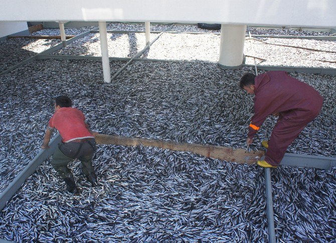 Kastamonu’da Bir Gecede 500 Ton Hamsi Avlandı