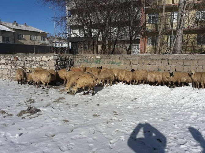 Genç Çiftçilere Küçükbaş Hayvanları Teslim Edildi