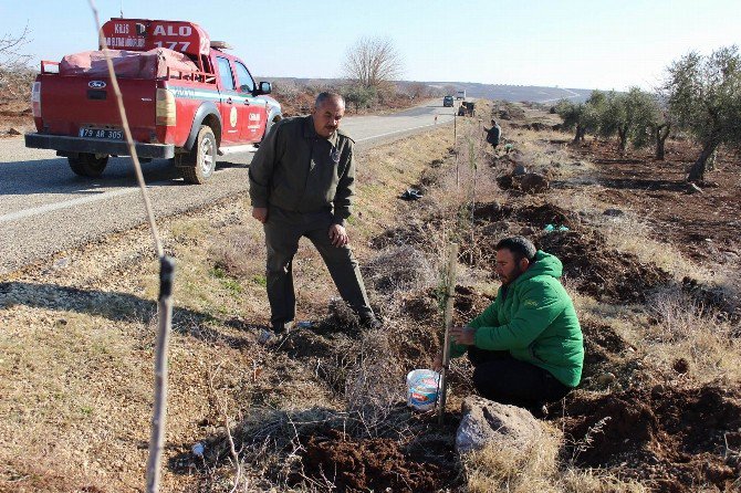 Kilis -Elbeyli Karayoluna 3 Bin Adet Ağaç Dikimi Başladı