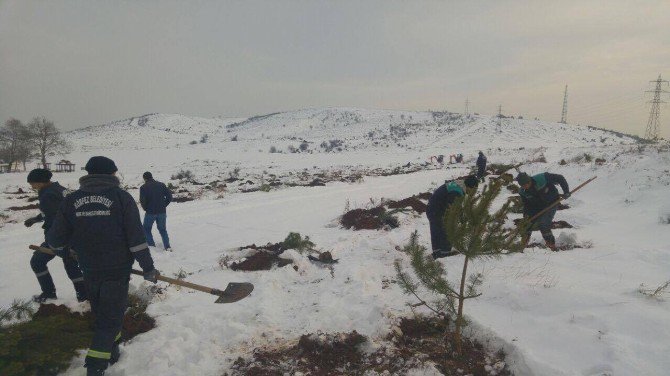 Karla Kaplı Alana 3 Bin Adet Fidan Dikildi