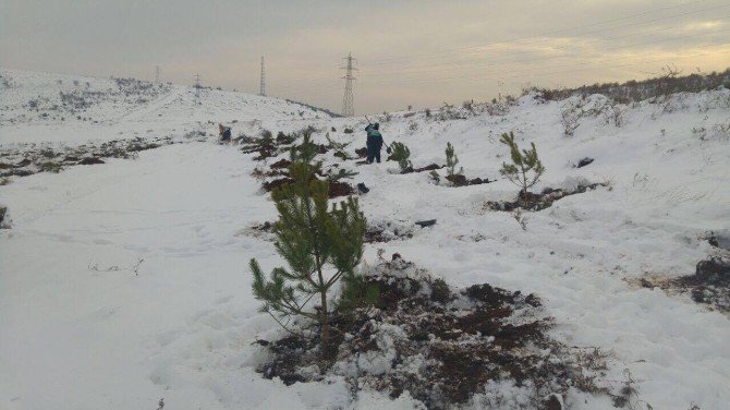 Karla Kaplı Alana 3 Bin Adet Fidan Dikildi