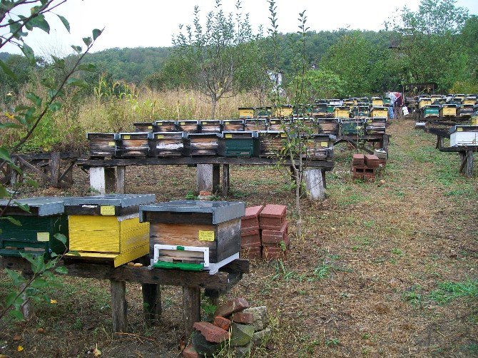 Orman Bakanlığı’ndan Zonguldak, Karabük Ve Bartın’daki Orman Köylülerine Dev Destek