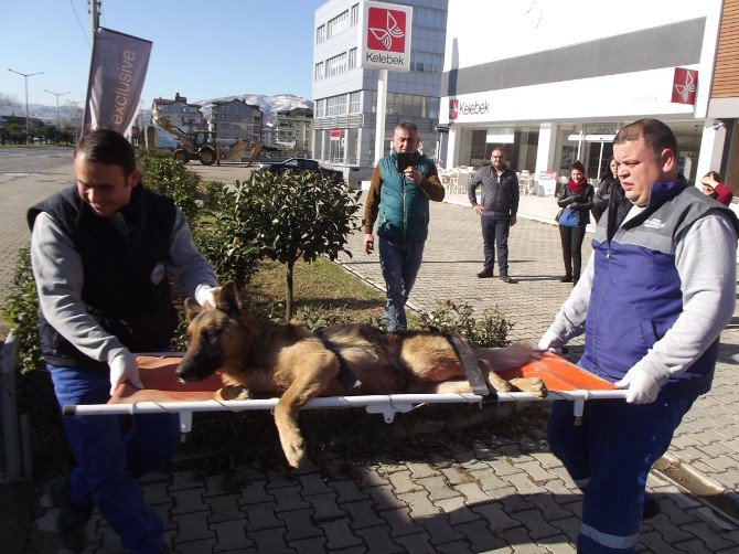 Ordu’da Sokak Hayvanları Koruma Altında