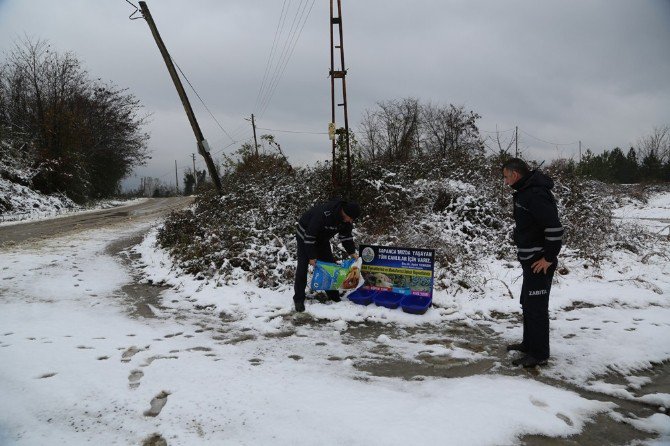 Sapanca Belediyesi, Sokak Hayvanlarını Unutmadı