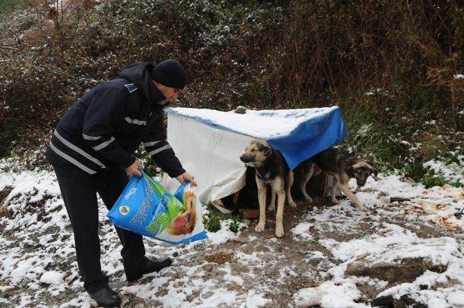 Sapanca Belediyesi, Sokak Hayvanlarını Unutmadı